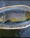 Trout Release Footage from Watauga River, South Holston, Beaverdam, Toccoa, and Caney Fork